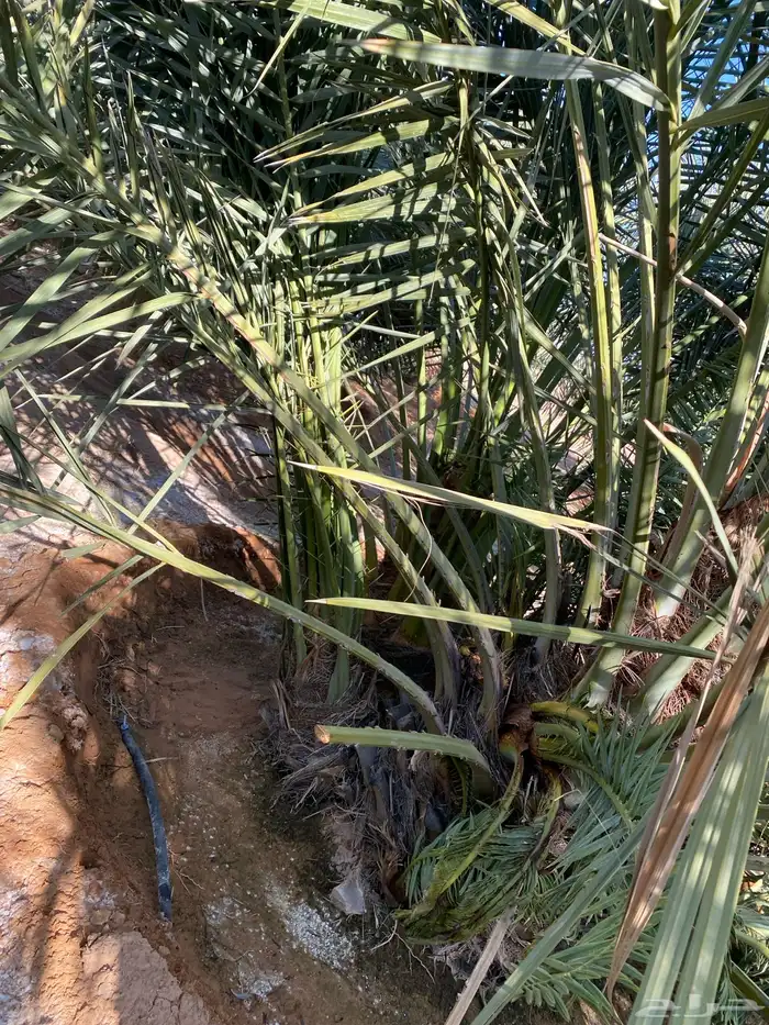 نخل خلاص 7