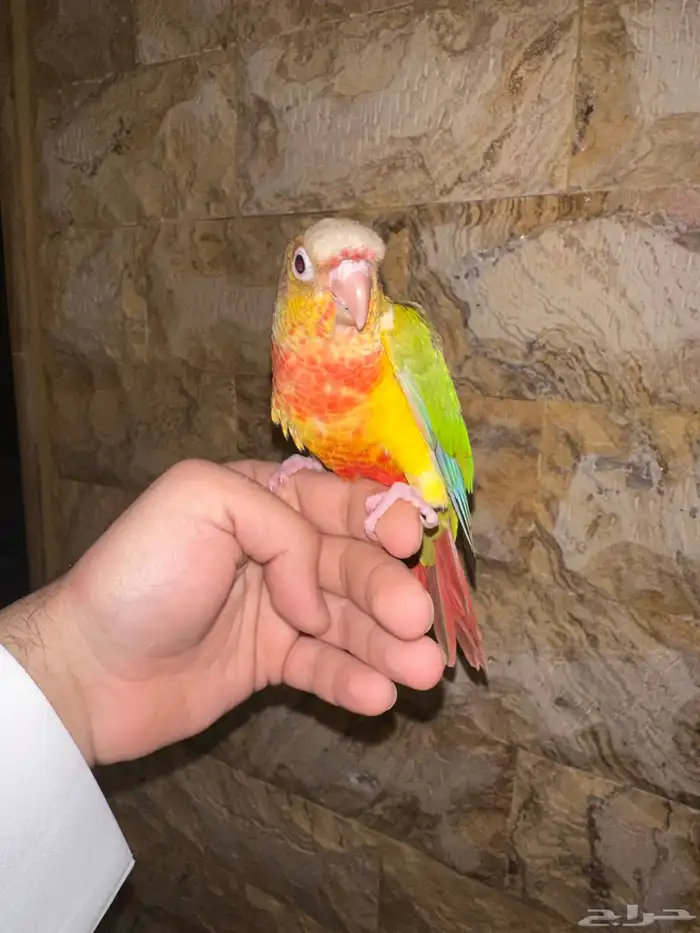 كنيور اناناس هدد تم البيع 1