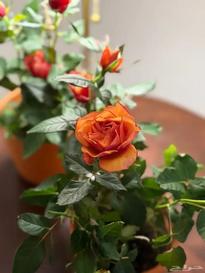 جوري نبات داخلي وهدايا ابتداء من 20 ريال 9