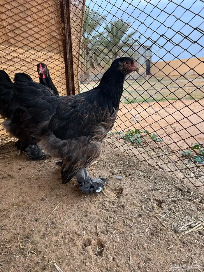 للبيع طقم براهما مستوى قوي 7