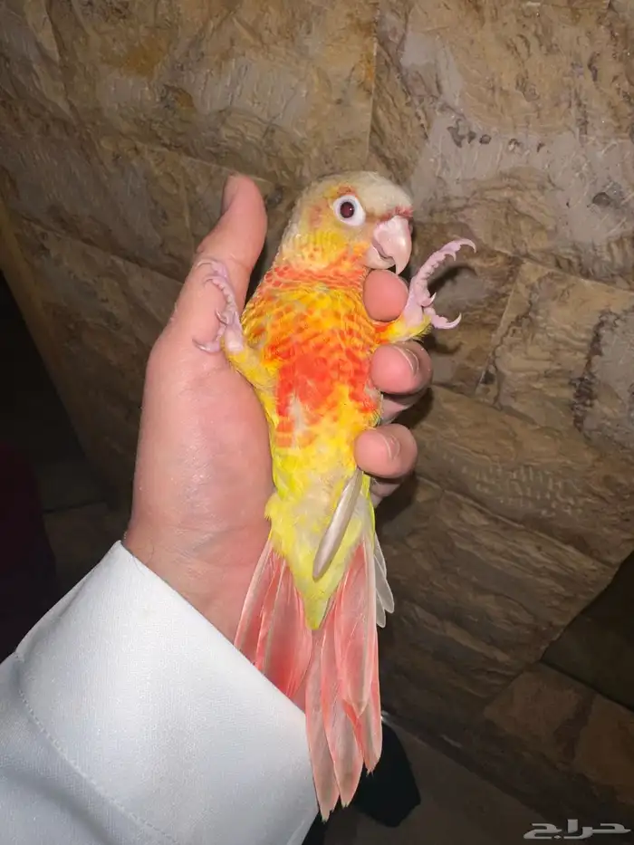 كنيور اناناس هدد تم البيع 0