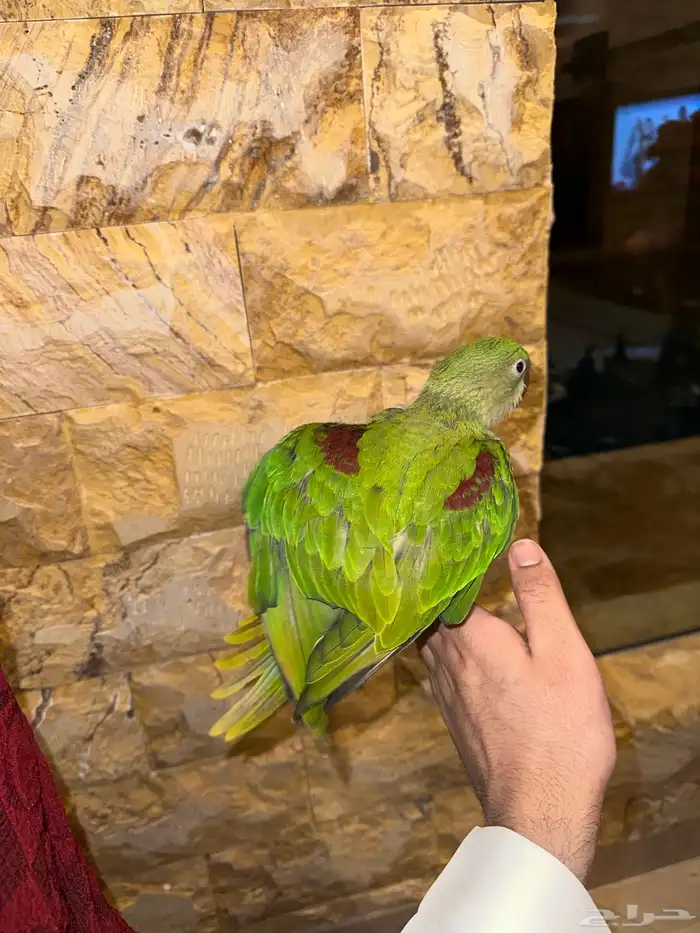 دره نيبالي تم البيع 5