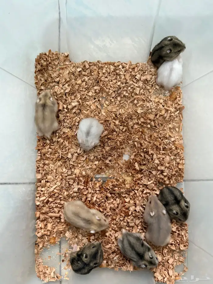 للبيع هامستر ونتر وايت (الدبدوب) 0