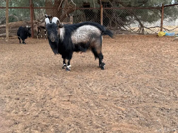 للبيع تيس قزمي سدس 2