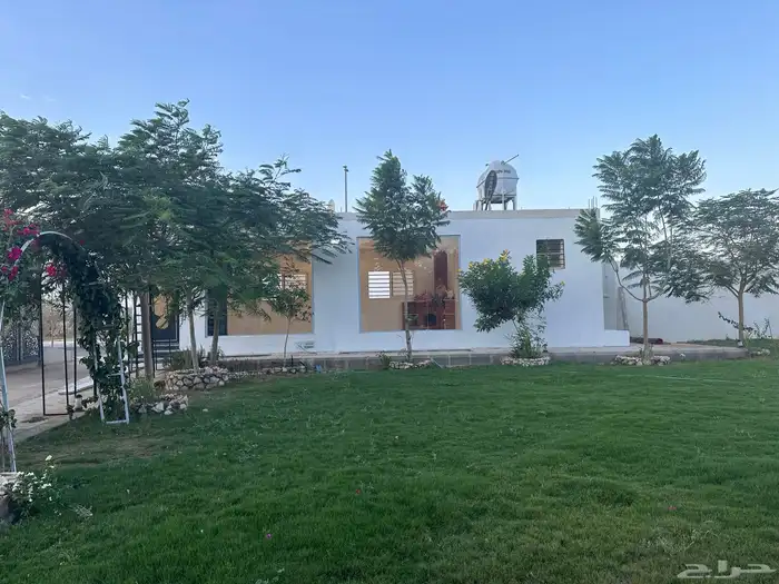 عشب طبيعي ( أنجيلة C2000 أمريكي) 0