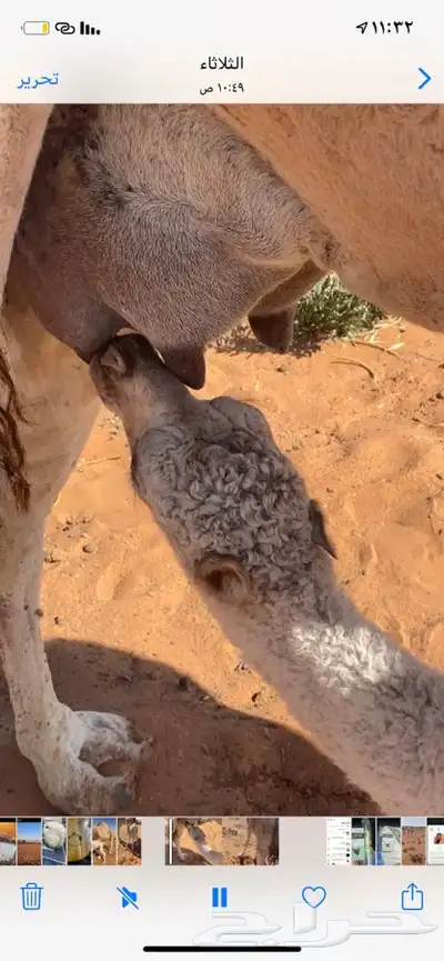 خلها 0