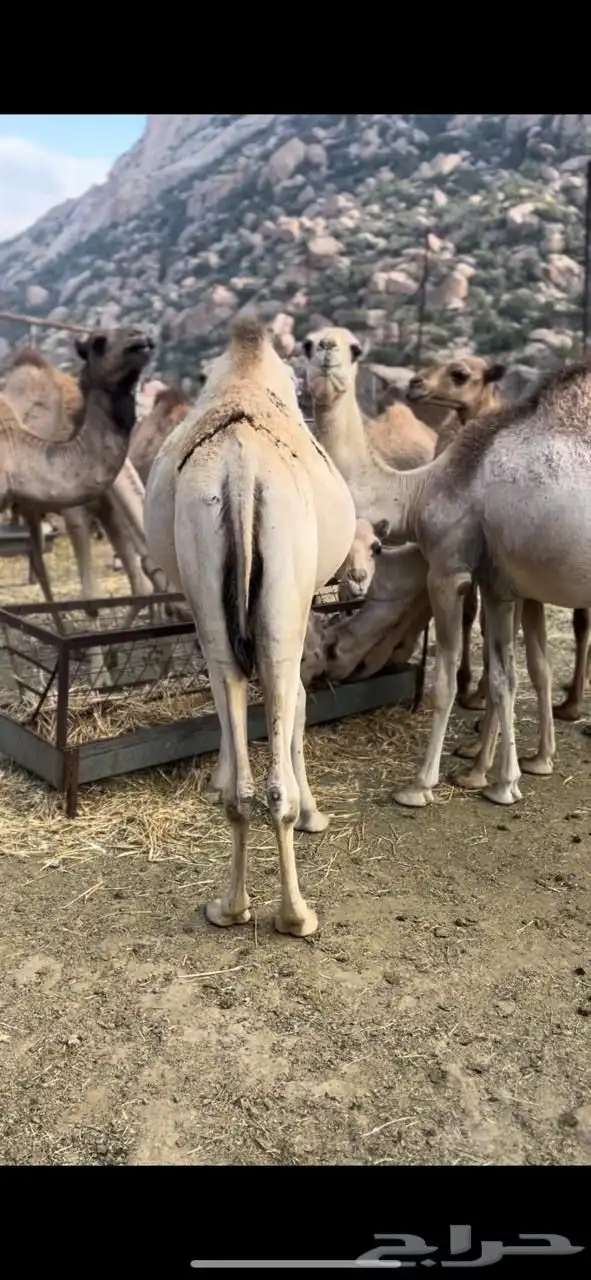 قعدان صومالية تربية ثلاثة أشهر 6