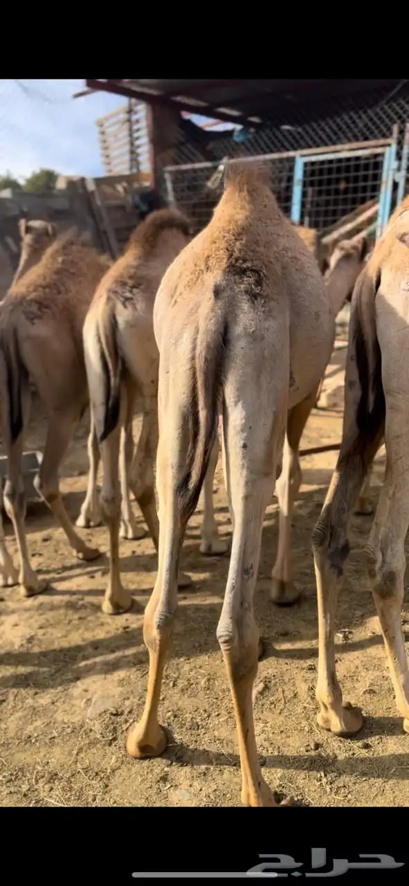 قعدان صومالية تربية ثلاثة أشهر 4