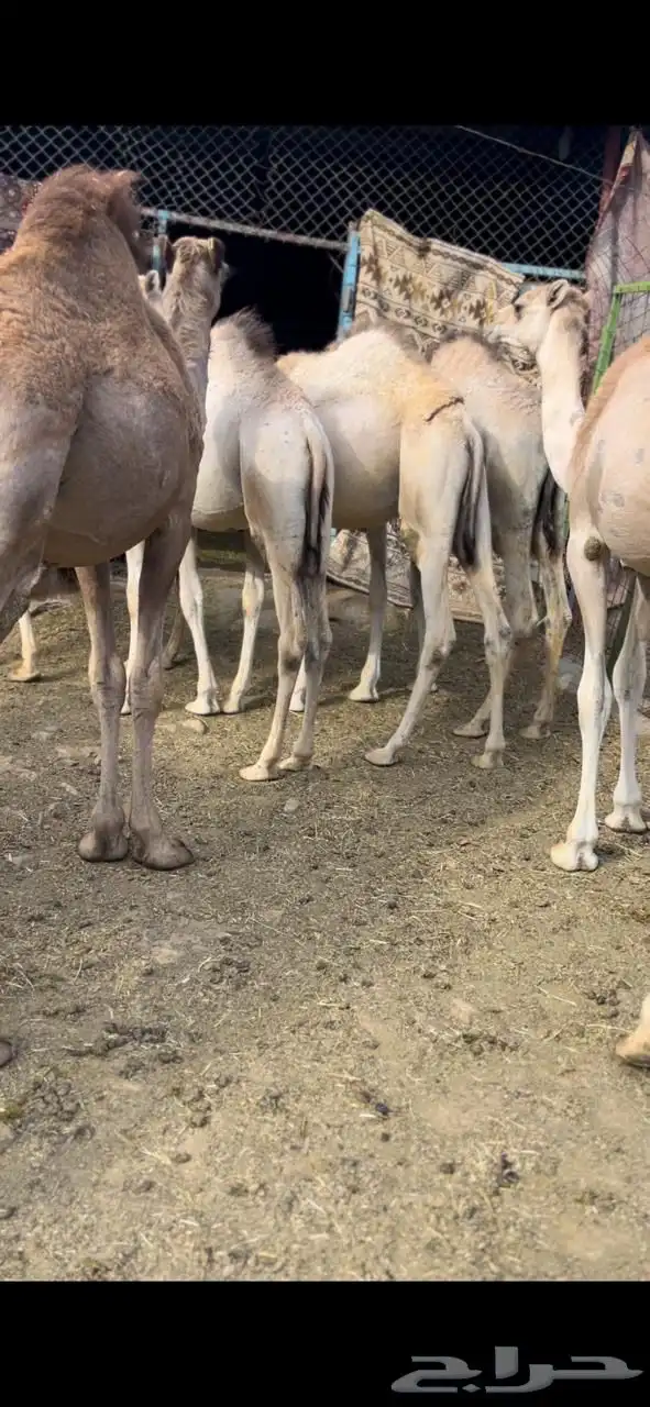 قعدان صومالية تربية ثلاثة أشهر 1