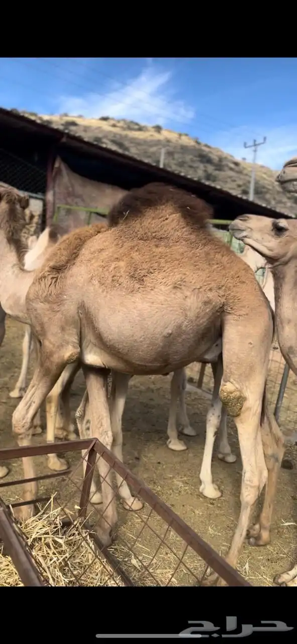 قعدان صومالية تربية ثلاثة أشهر 5