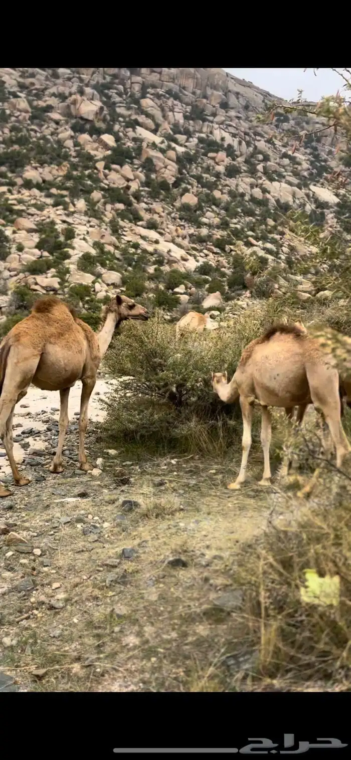 قعدان صومالية تربية ثلاثة أشهر 0