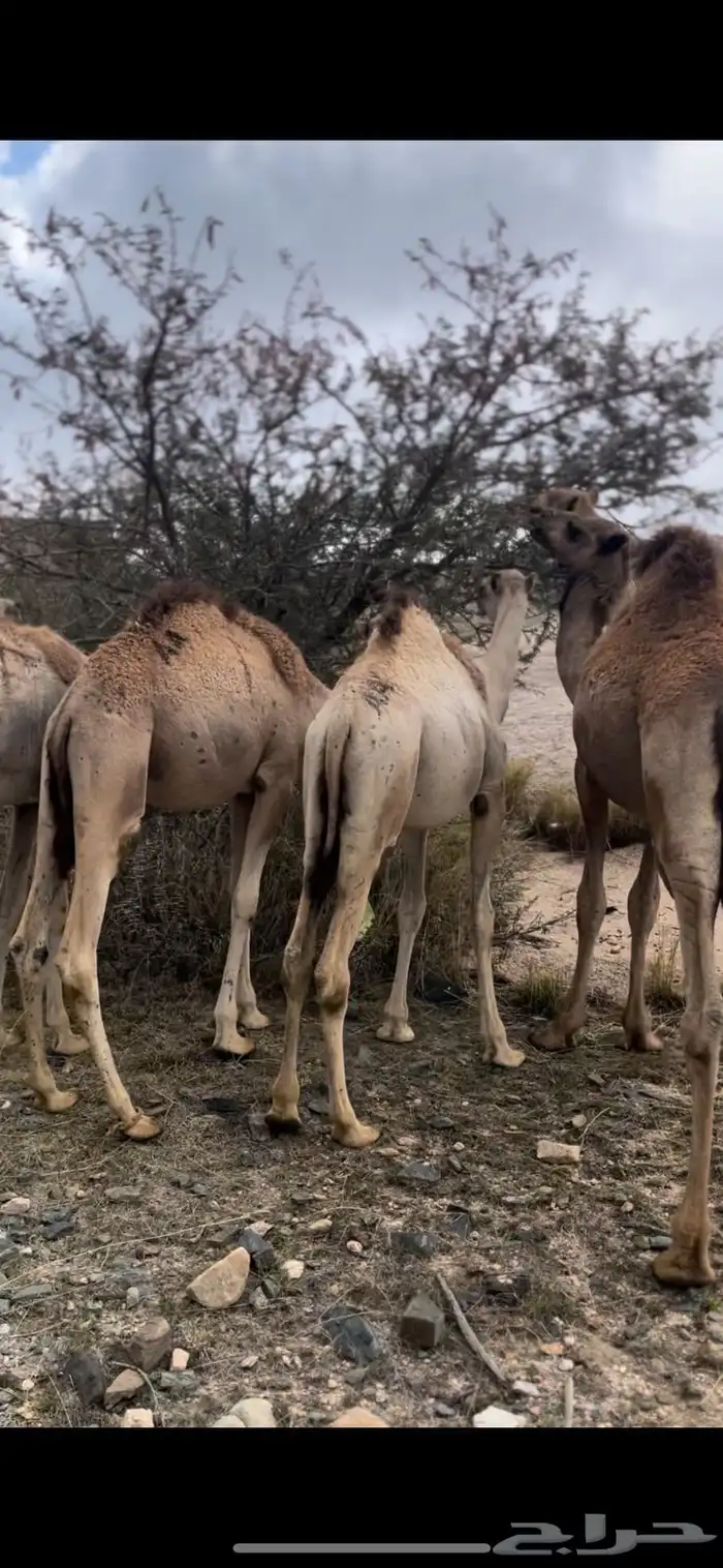 قعدان صومالية تربية ثلاثة أشهر 3