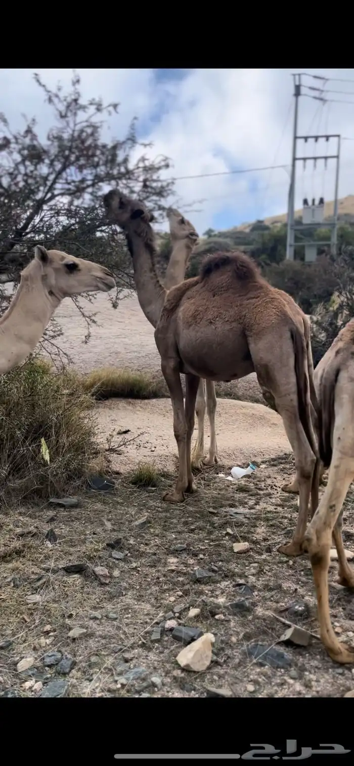 قعدان صومالية تربية ثلاثة أشهر 2