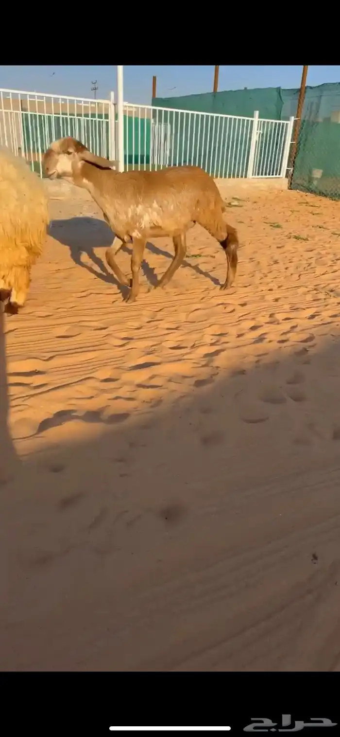 رخل ساكنيه خصم الخصمم(( تم البيع )) 0