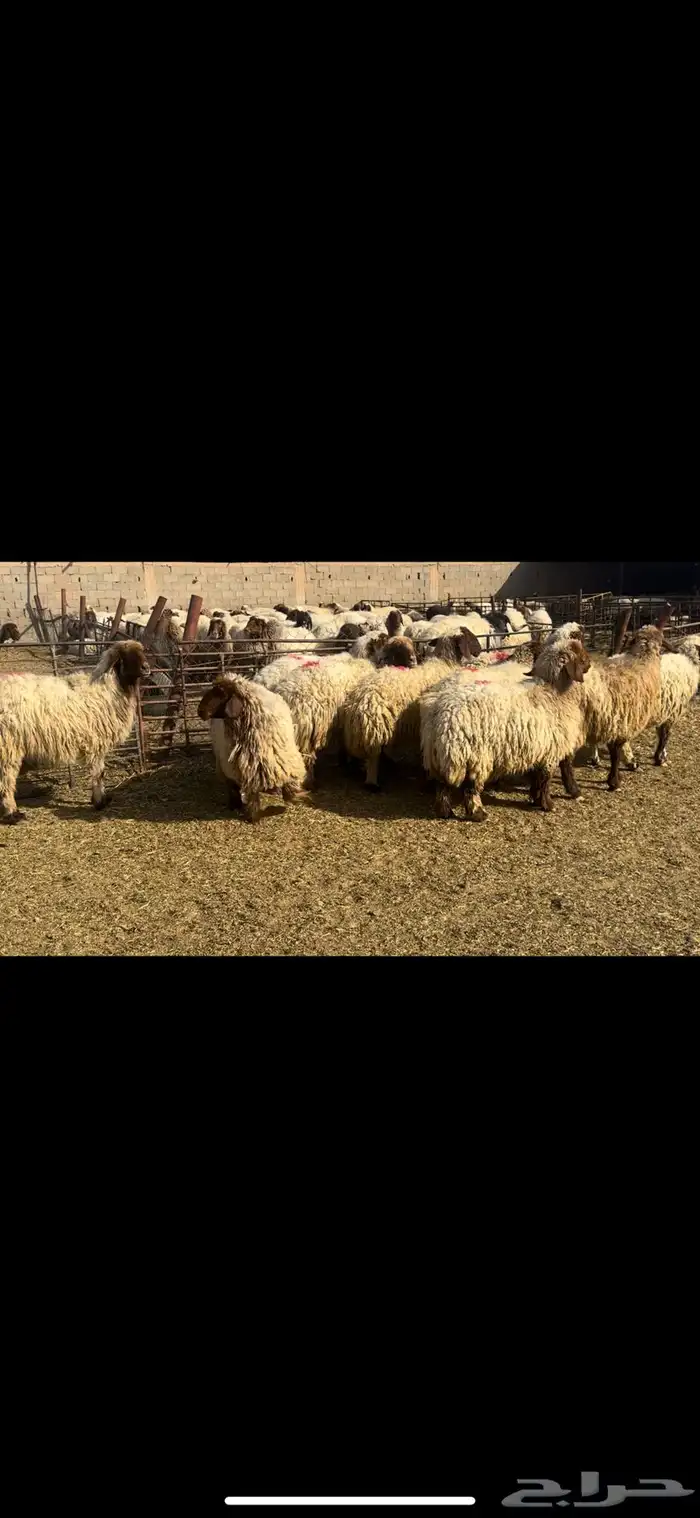 غنم نعيم دفيع 3