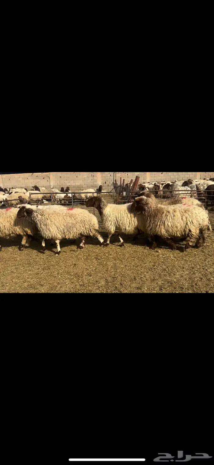 غنم نعيم دفيع 4