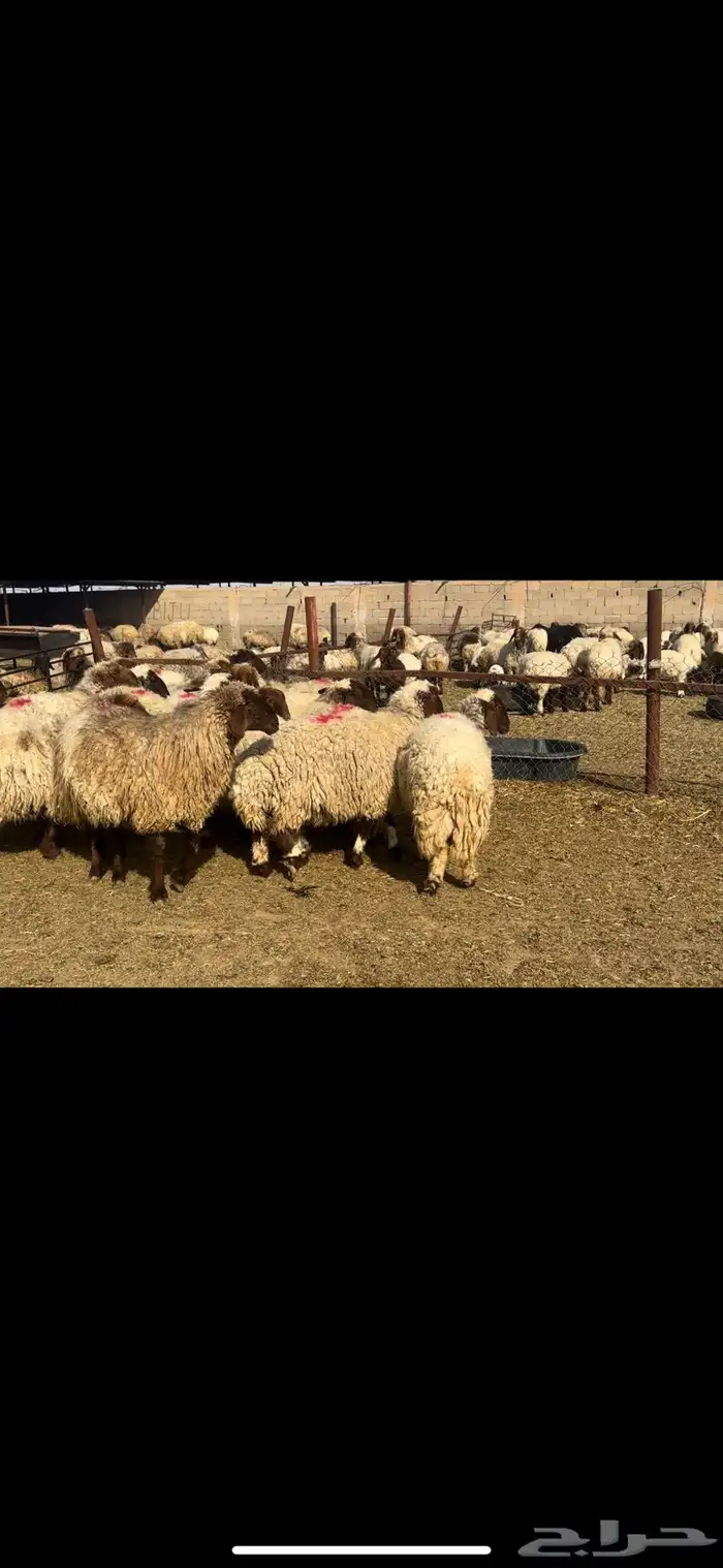 غنم نعيم دفيع 1