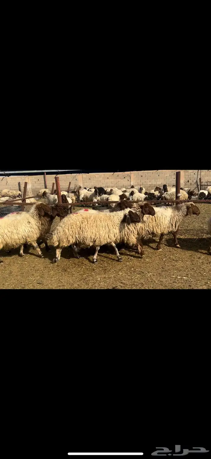غنم نعيم دفيع 0