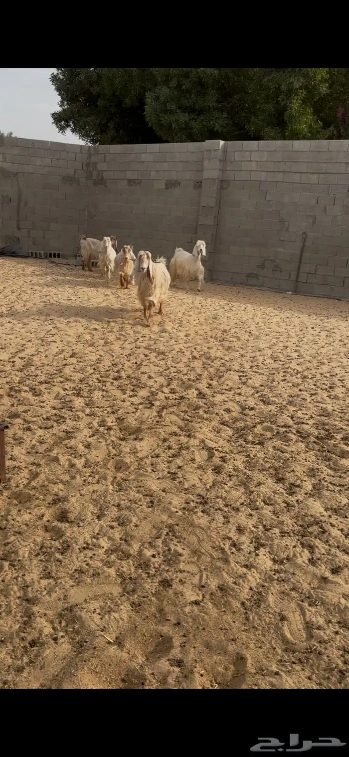 تم البيع 1