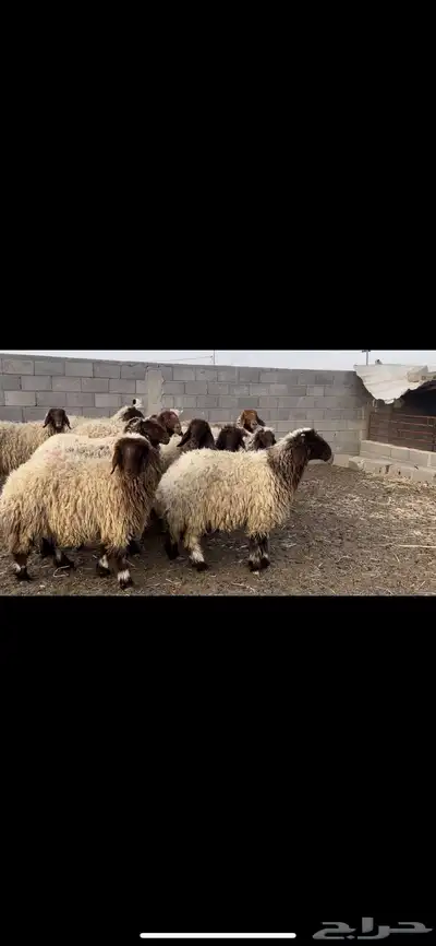 غنم نعيم فاخره 4
