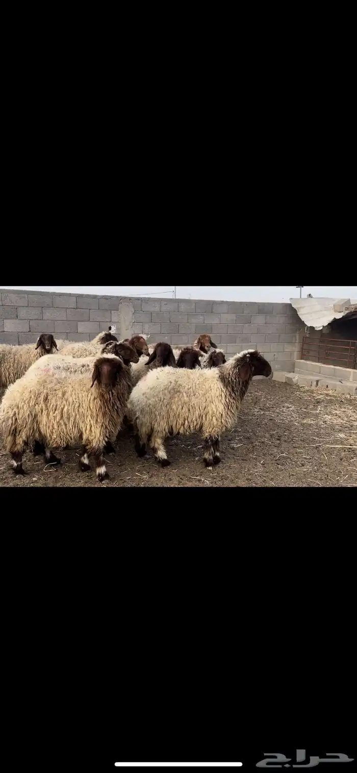 غنم نعيم فاخره 4