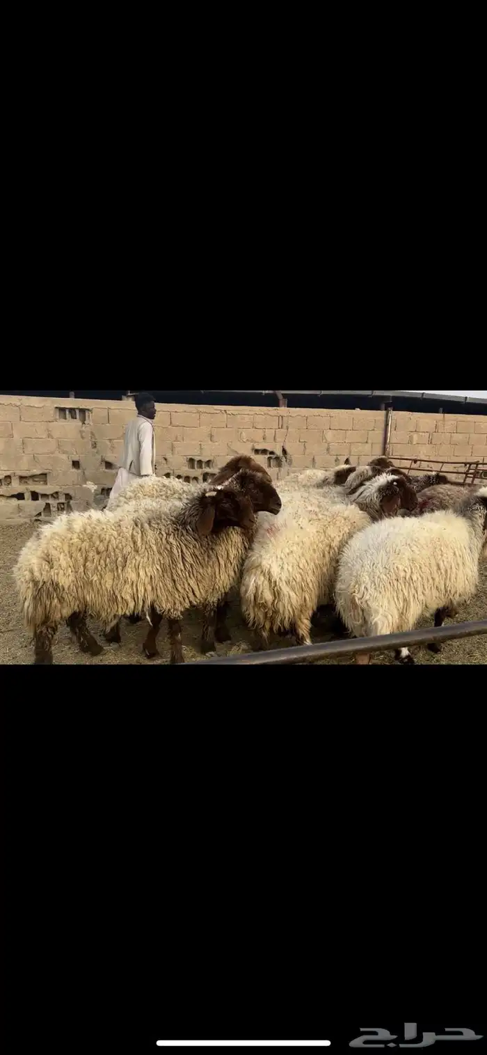 غنم نعيم فاخره 1