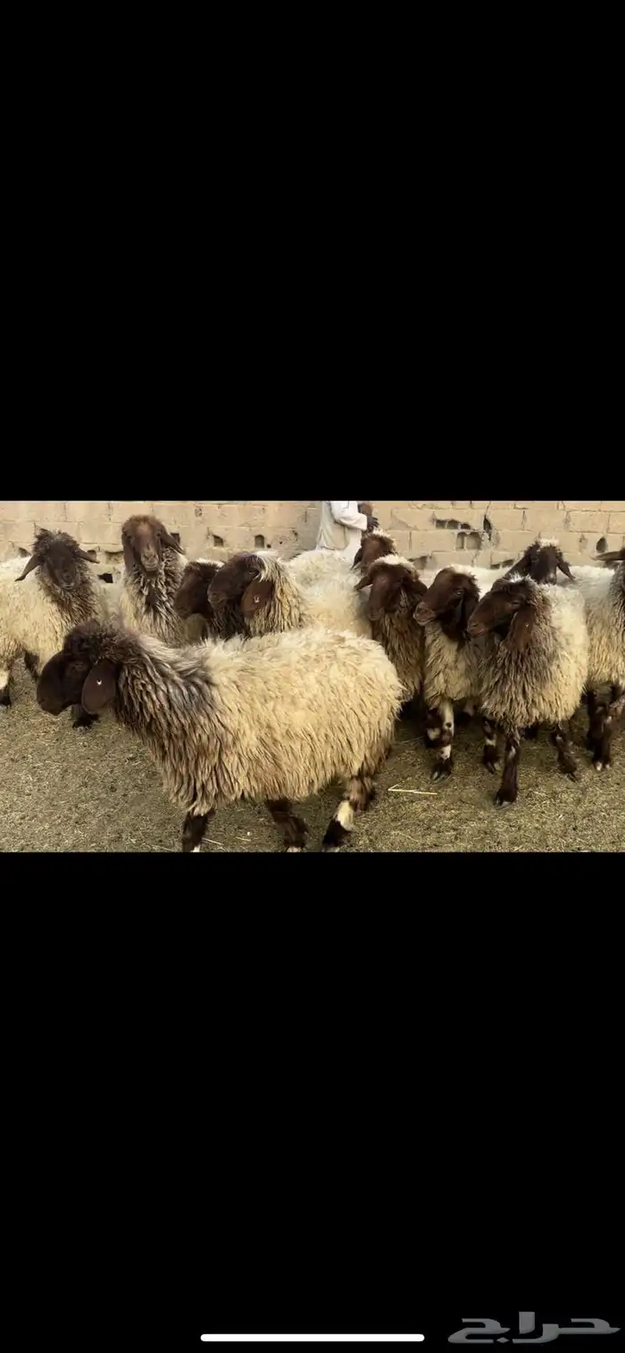 غنم نعيم فاخره 3