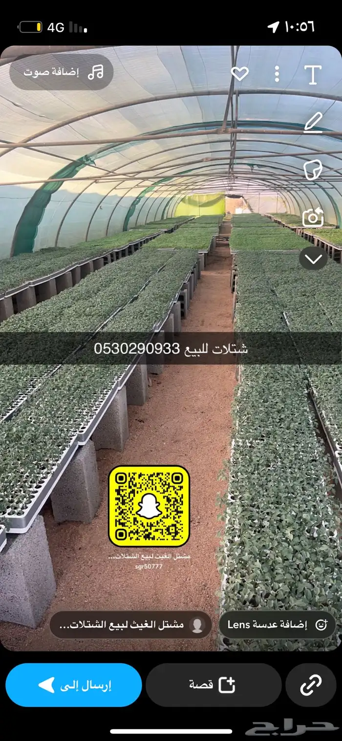 شتلات للبيع جميع الخطار 0