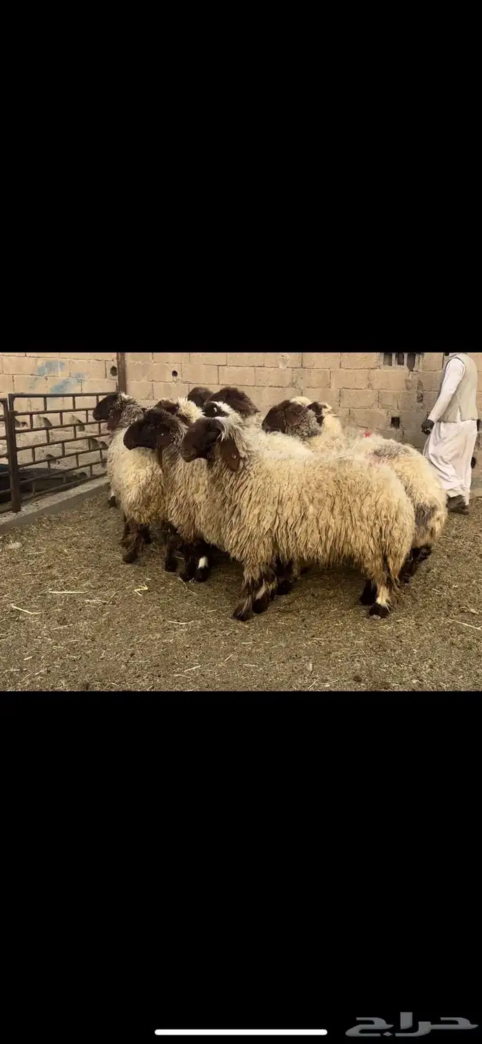 غنم نعيم فاخره 0