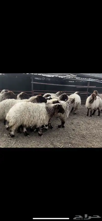 غنم نعيم فاخره 2