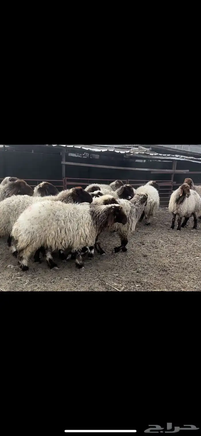 غنم نعيم فاخره 2