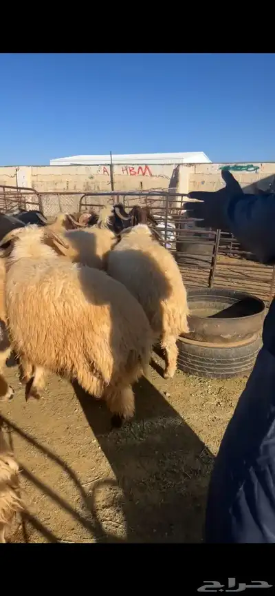 خرفان وقراقير بريه 1