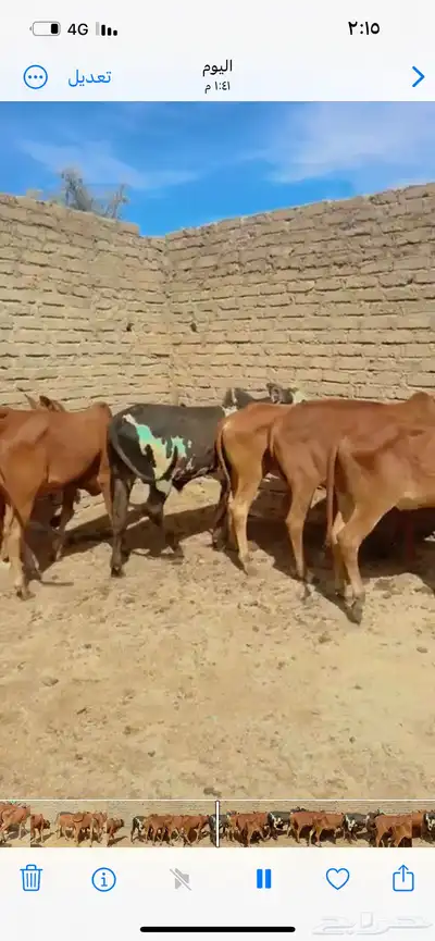 حسلان بلدي العدد 6 3