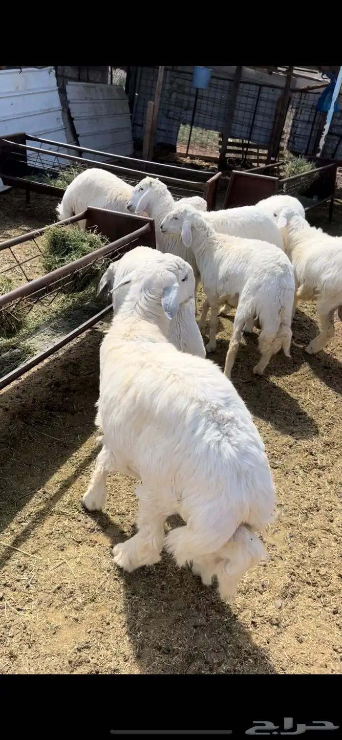 غنم 2