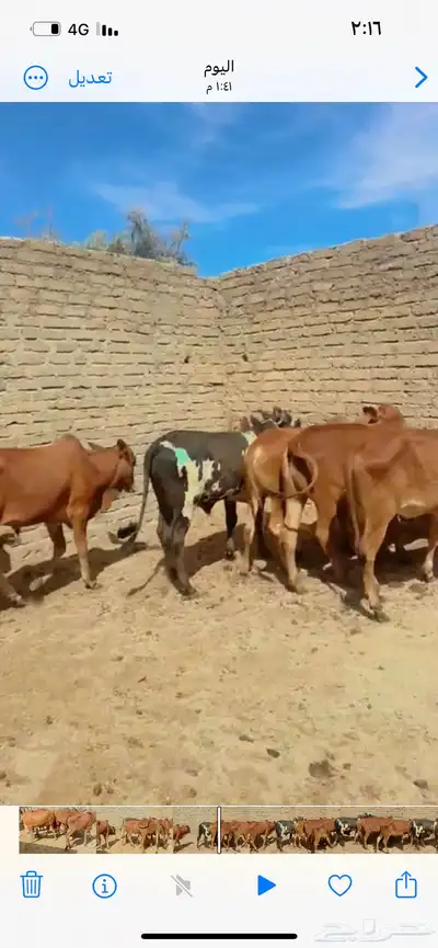 حسلان بلدي العدد 6 0