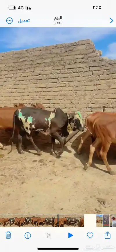 حسلان بلدي العدد 6 2