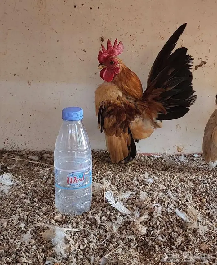 (تم البيع)طقم دجاج سيراما فاخر 0