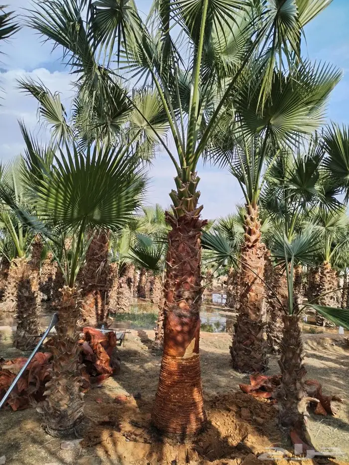 نخل واشنطني 7