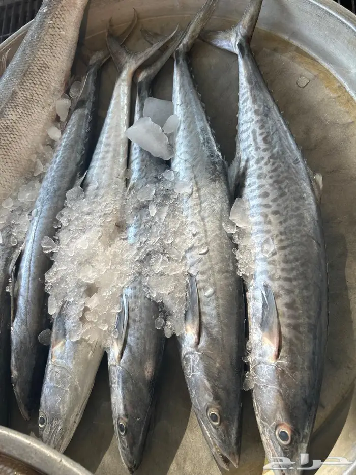 روبيان جمبري ربيان بحر الجبيل هامور كنعد صافي عندق شعري 3