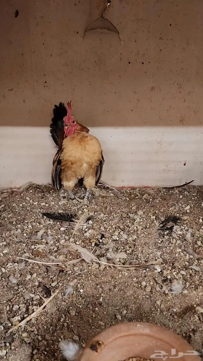 (تم البيع)طقم دجاج سيراما فاخر 2