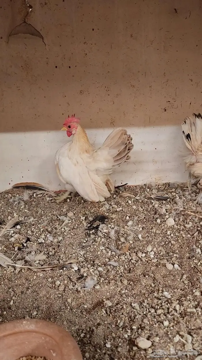 (تم البيع)طقم دجاج سيراما فاخر 5