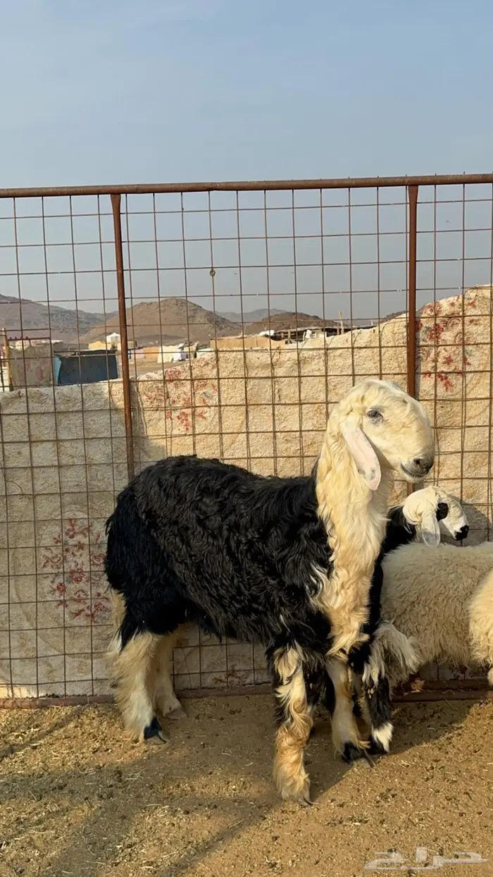 مشروع فحل نجدي فاخر( مباع) 1