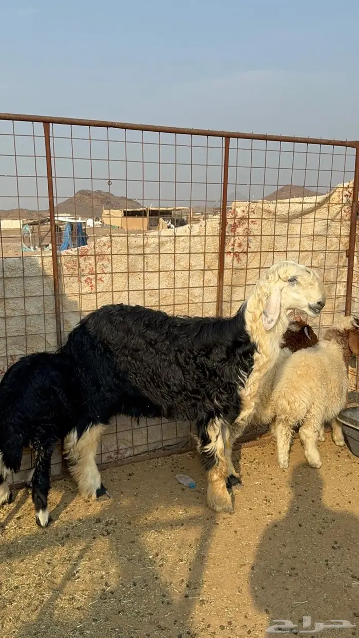 مشروع فحل نجدي فاخر( مباع) 2