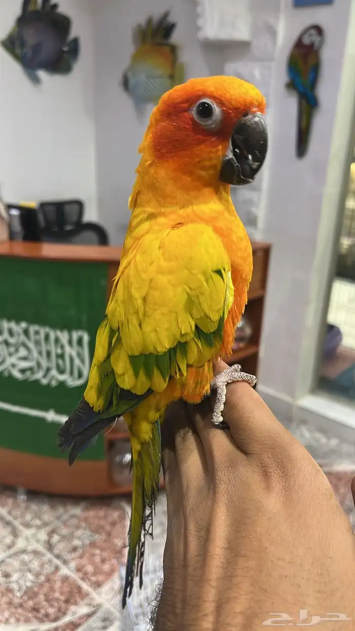 صن كنيور اليف و هدد و متكلم 1
