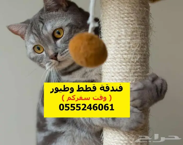 فندقة قطط وطيور 6061 24 0555 تقييمات 36 ايجابي 1