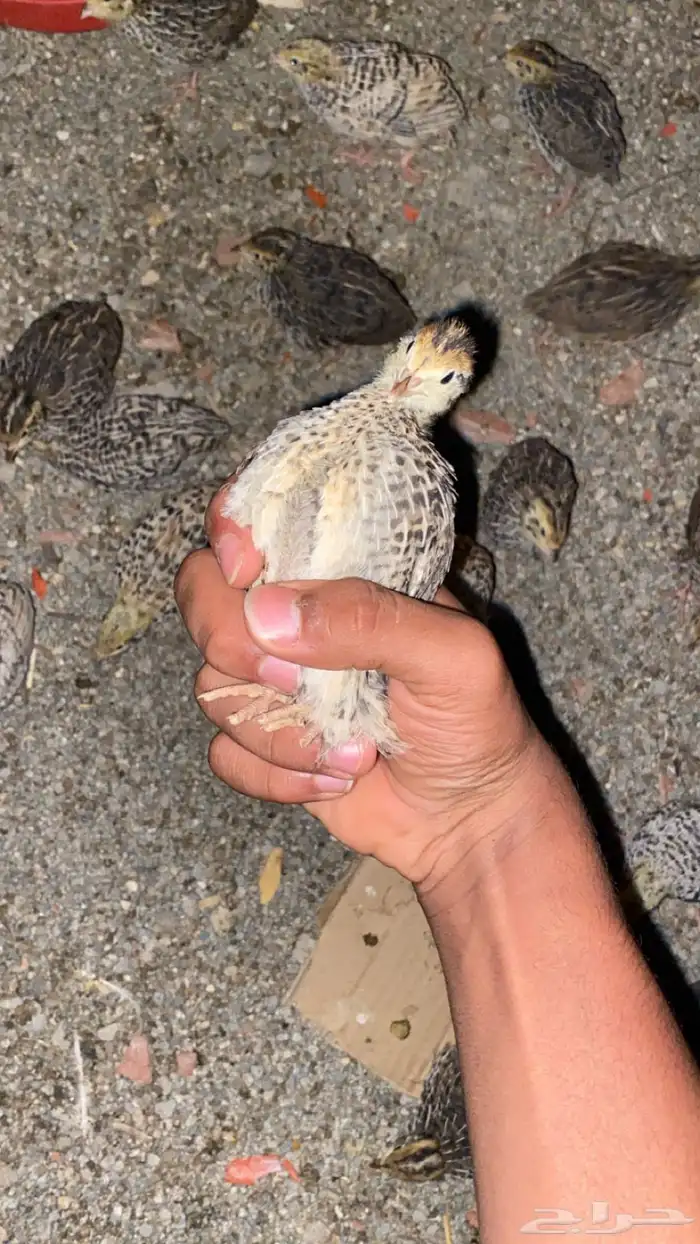 سمان للبيع 5