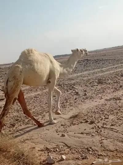 سلام عليكم للبيع الناقه الوضحاء الثنيه 0