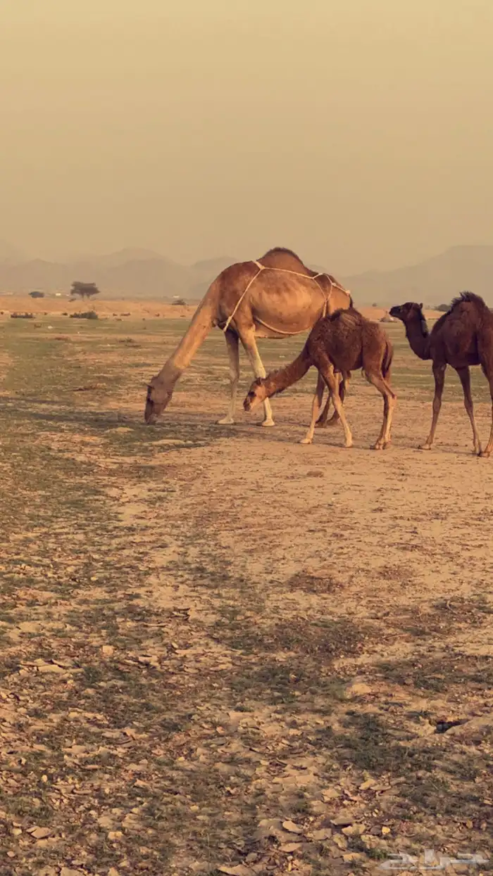 خلفه ساحليه طيبة وسعر مناسب ( تم البيع ) 1