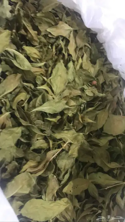 حناء وسدر للشعر والصبخات 1