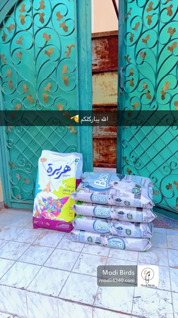 متجر Modi Birds مودي للحيوانات الاليفة 5